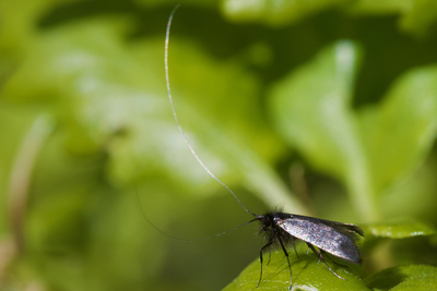 Adela reaumurella