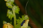 img_3100-v.jpg