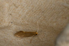 img_2973-v.jpg