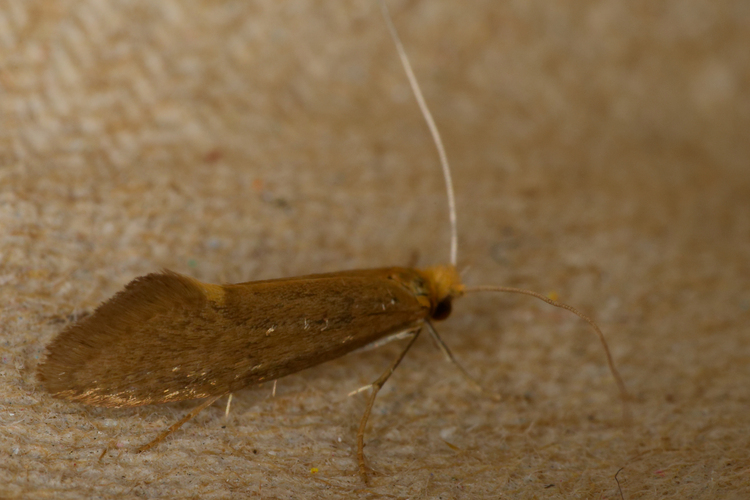 Nematopogon schwarziellus