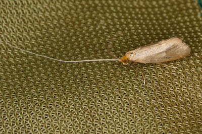 Nematopogon sp.