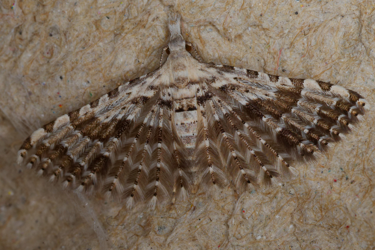 </i>Complex <i>Alucita grammodactyla/palodactyla