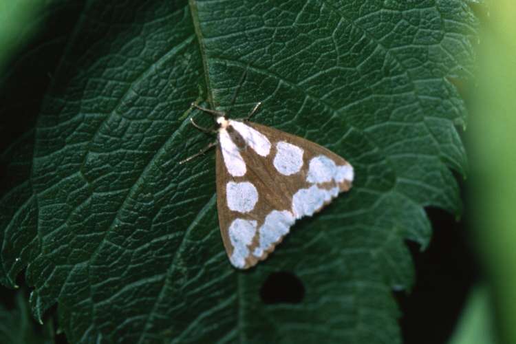 Haploa lecontei