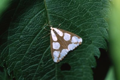 Haploa lecontei