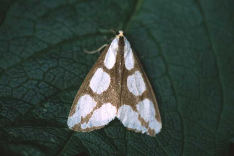 Haploa lecontei
