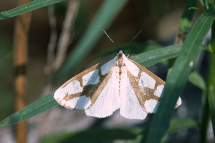 Haploa lecontei