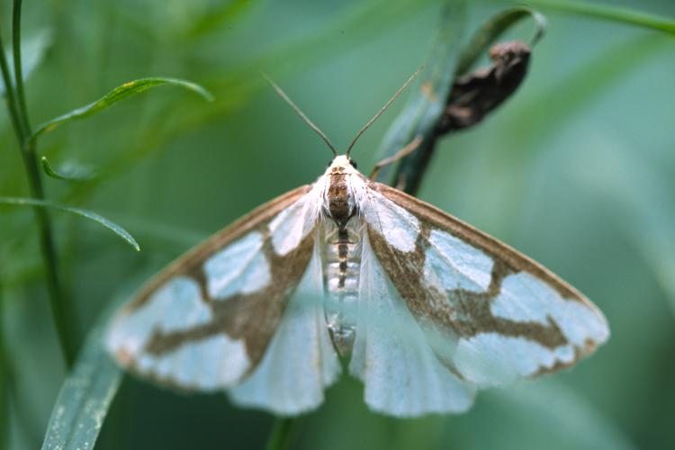 Haploa lecontei