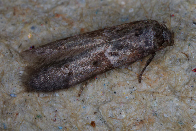 Blastobasis glandulella
