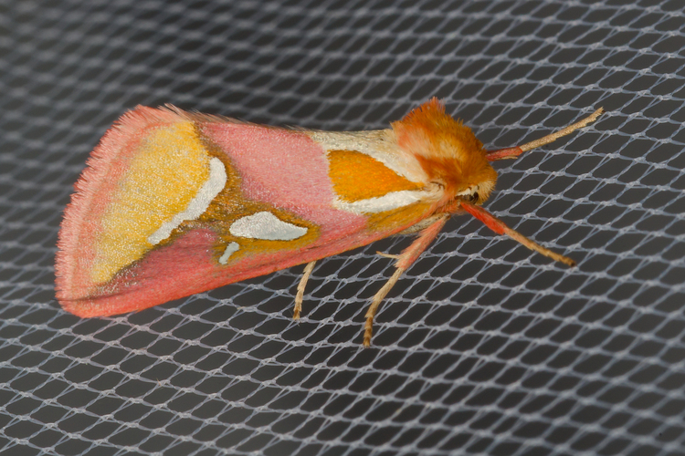 Axia margarita