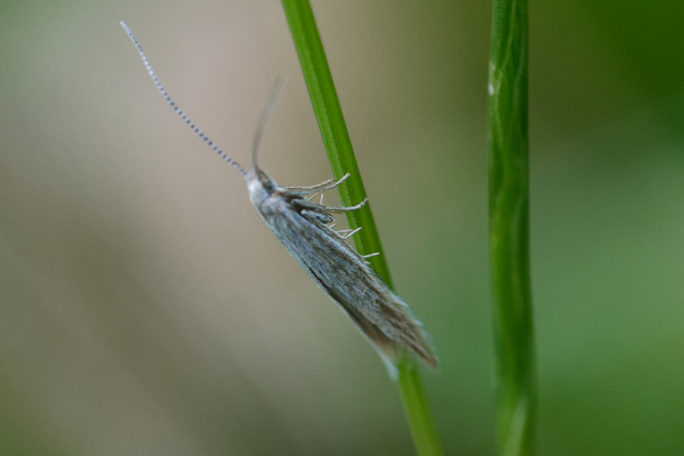 Coleophora sp.
