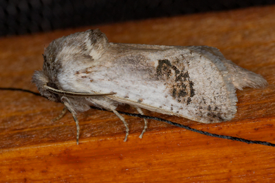 Parahypopta caestrum
