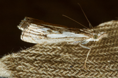 Catoptria falsella