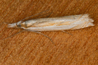 recto