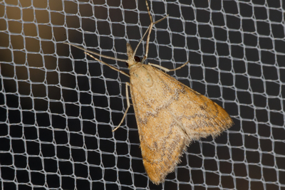 Hyperlais siccalis