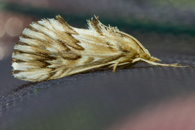 Cynaeda dentalis