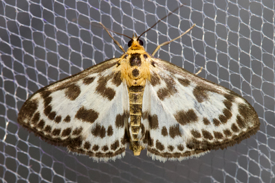 Anania hortulata