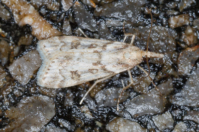 Eudonia angustea