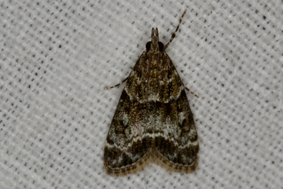Eudonia mercurella