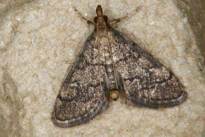 Metasia cuencalis bourgognei