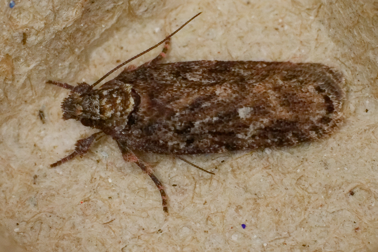 Depressaria sp.