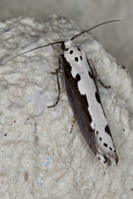 Ethmia bipunctella