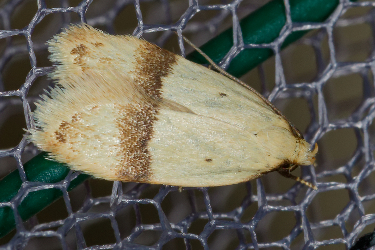Odites kollarella