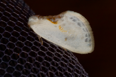 Cilix glaucata