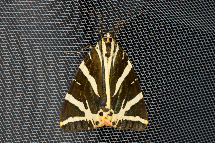 Euplagia quadripunctaria
