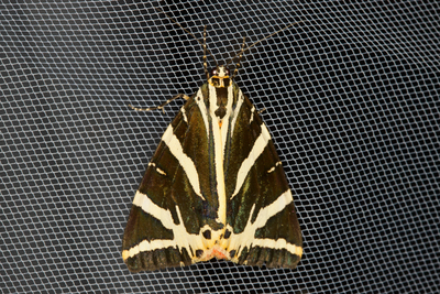 Euplagia quadripunctaria
