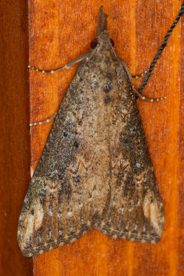 Hypena obesalis