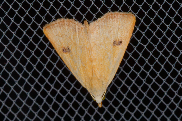 Rivula sericealis
