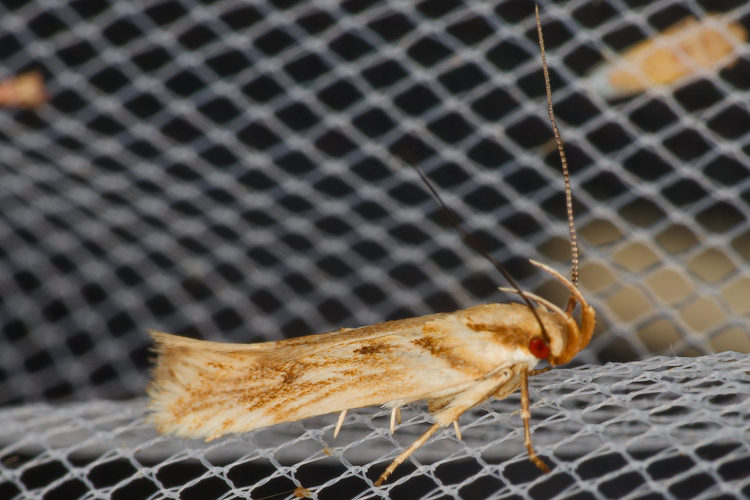 Stomopteryx detersella