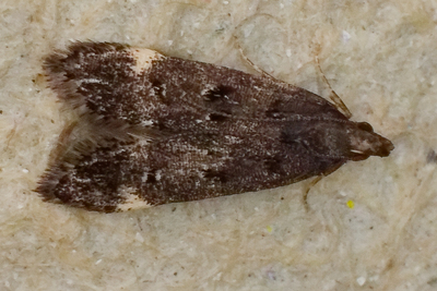 Dichomeris alacella