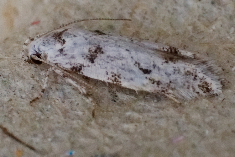 Parastenolechia nigrinotella