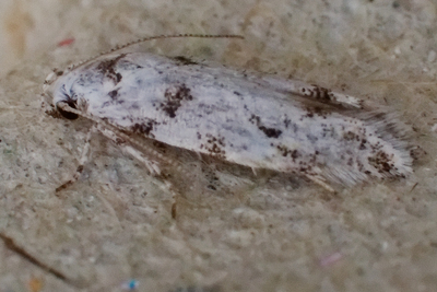 Parastenolechia nigrinotella