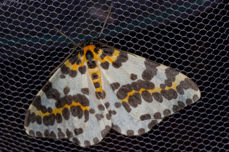 Abraxas grossulariata