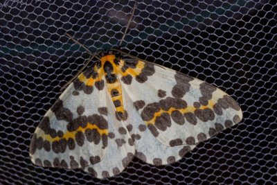 Abraxas grossulariata
