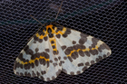 img_3021-v.jpg