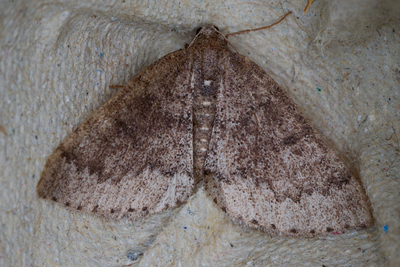 Aleucis distinctata