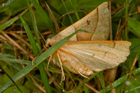 verso