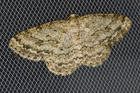 recto