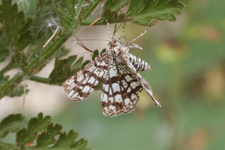 Semiothisa clathrata