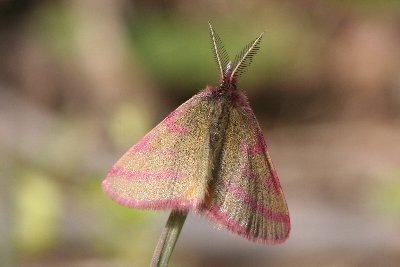 Lythria purpurata