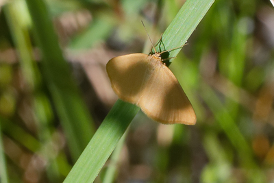 Minoa murinata