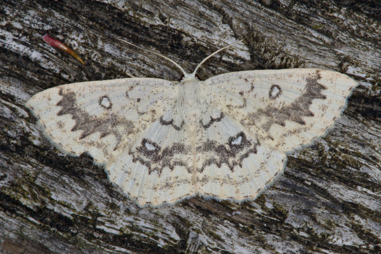 Cyclophora annularia