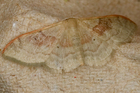 recto