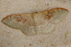 recto