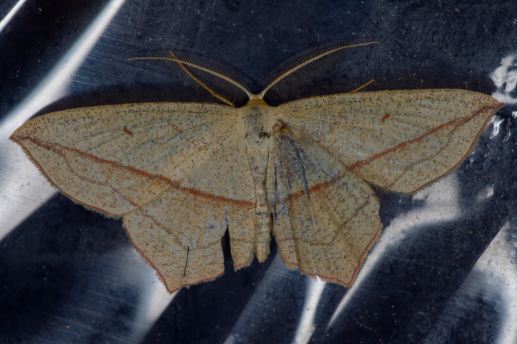 Timandra comae