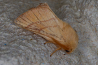 img_3062-v.jpg