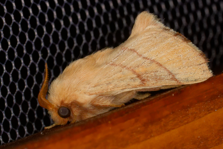 Malacosoma neustria